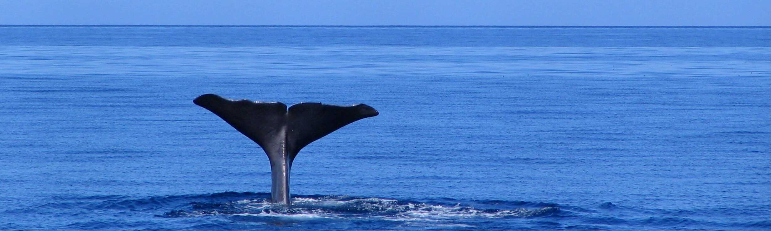 Whale Watching auf Sao Miguel Azoren